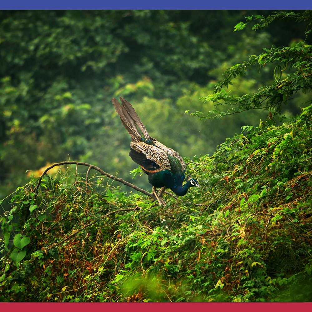 Green Nature Captions for Instagram