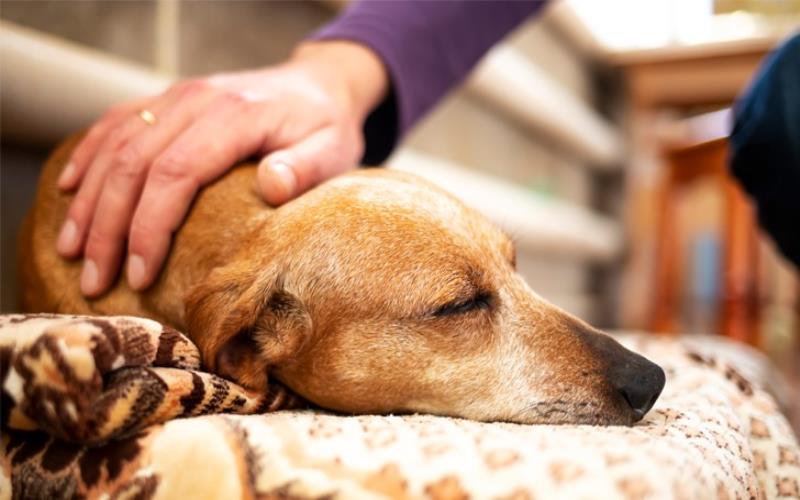 Compassionate Mobile Dog and Cat Euthanasia Services Providing Peaceful Goodbyes at Home
