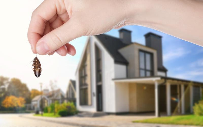 Effective Tips for Keeping Your Property Pest Free