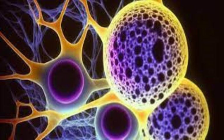 Where to Source High-Quality Stem Cells Safely