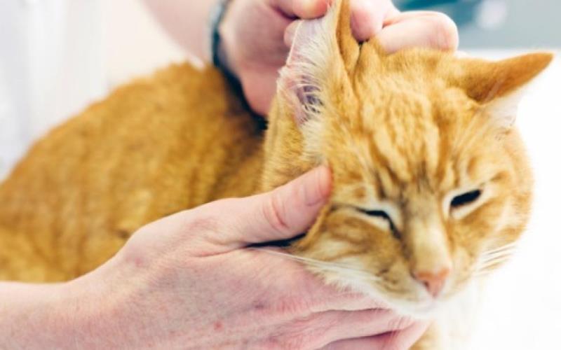16 Natural Ear Cleaner for Cats A Simple and Safe Way to Prevent Ear Infections