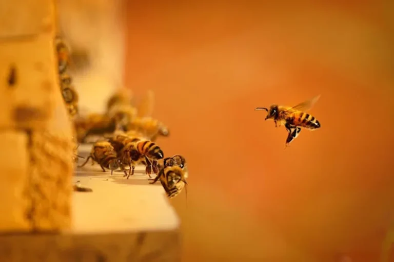 Beekeeping Supplies Your Complete Guide to Getting Started with Beekeeping