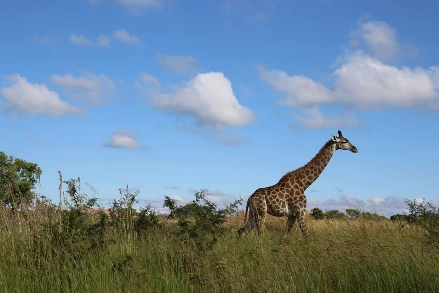South Africa