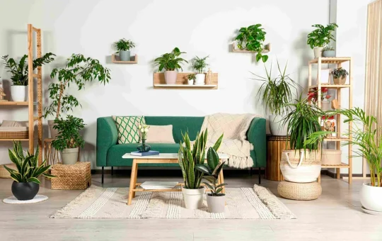 Houseplants