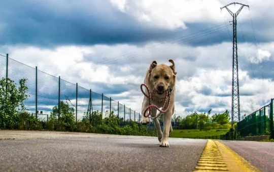 Why More Dog Owners Are Rethinking How They Track a Runaway Pet