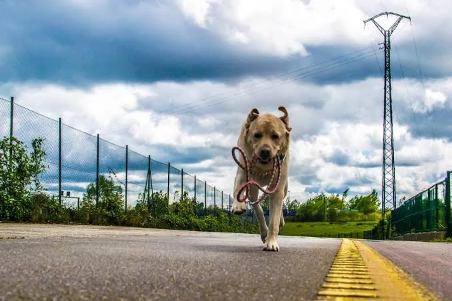 Why More Dog Owners Are Rethinking How They Track a Runaway Pet